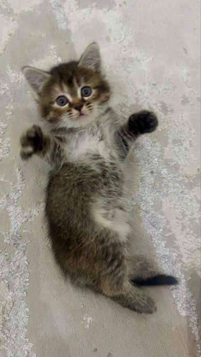 котенок 2.5 месяца