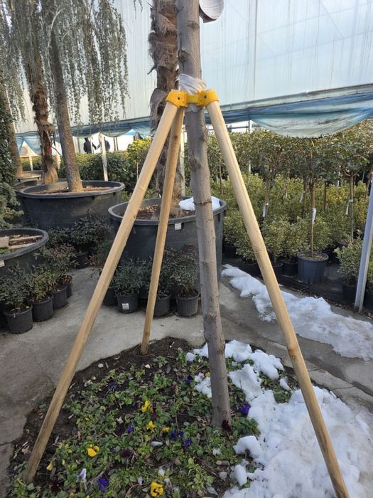 Опора для дерева с хомутом