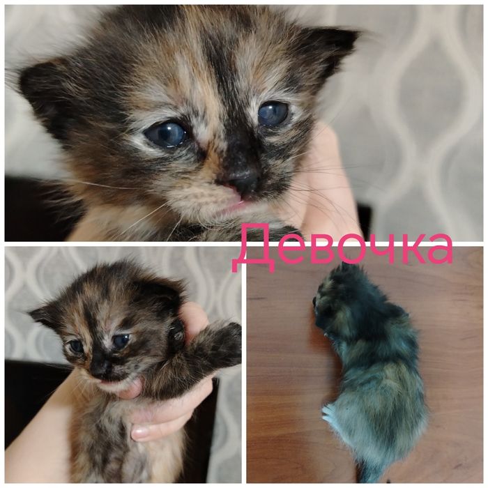 Отдам котят в добрые руки