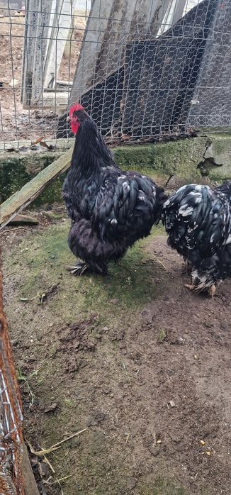 Vand cocosi cochinchina bobat urias