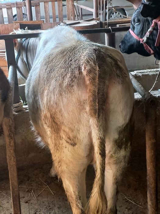 Продается корова