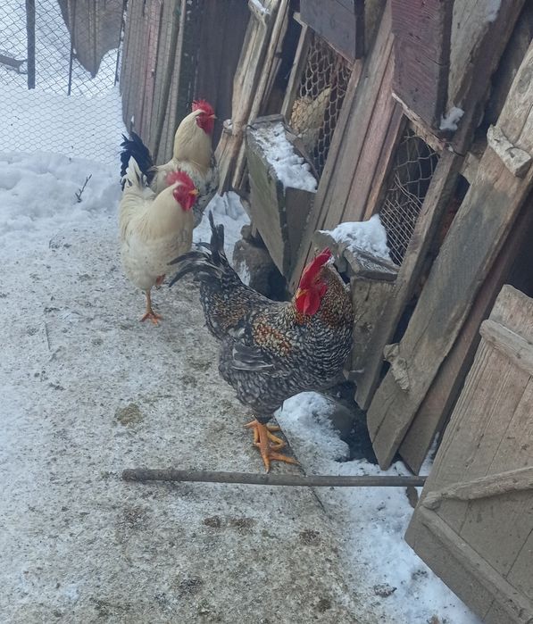 Cocoși tineri-Buni pentru Carne sau Prasila-Nu Vând Gaini