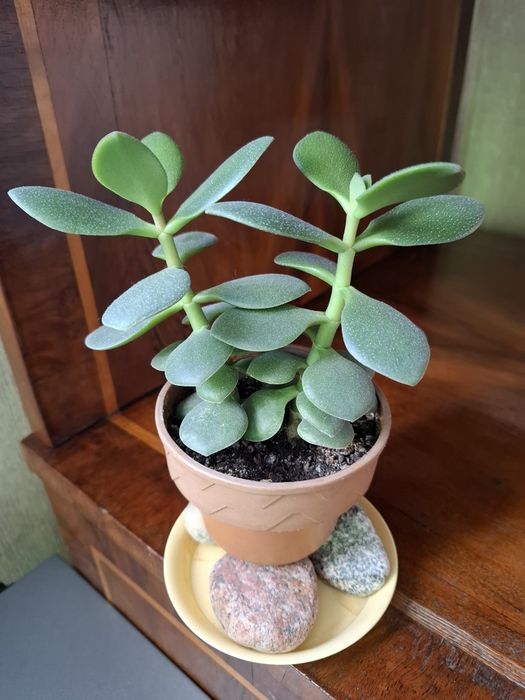 Кактусы разные, цена за каждый