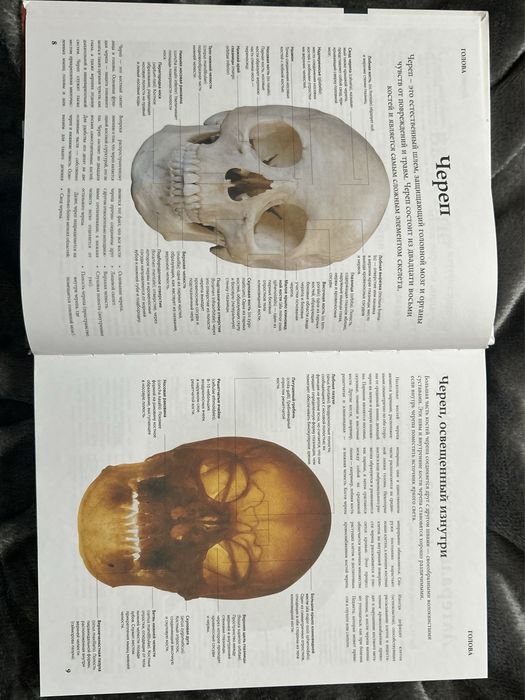 Книга “Анатомия человека” Питер Абрахамс