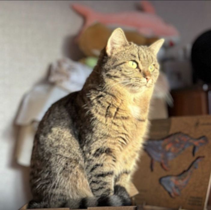 Прекрасная кошечка Лапа