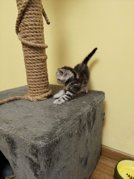 Котята на продажу