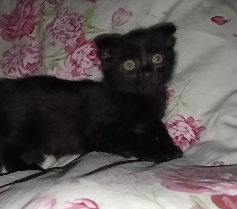 Отдам кошечку,вислоухая