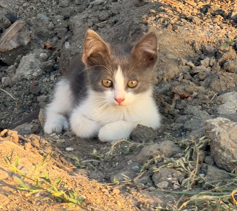 Отдаем котят в добрые руки
