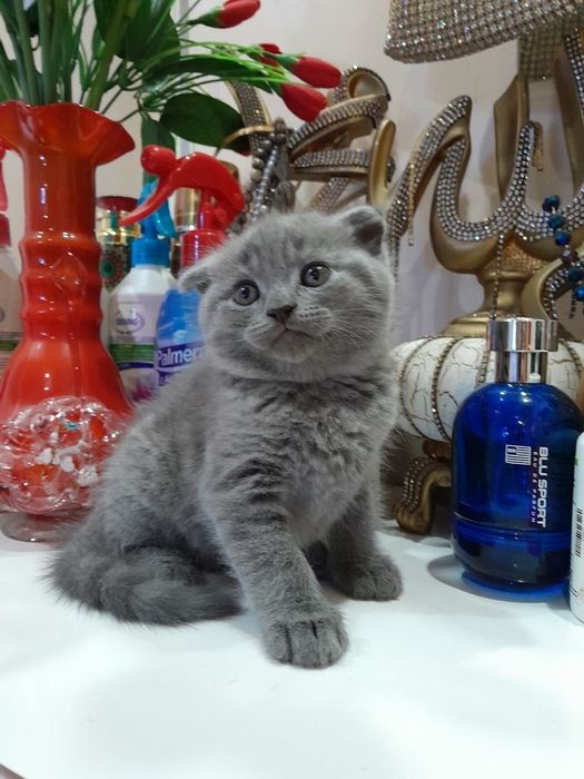 Mushuk sotiladi kichkina