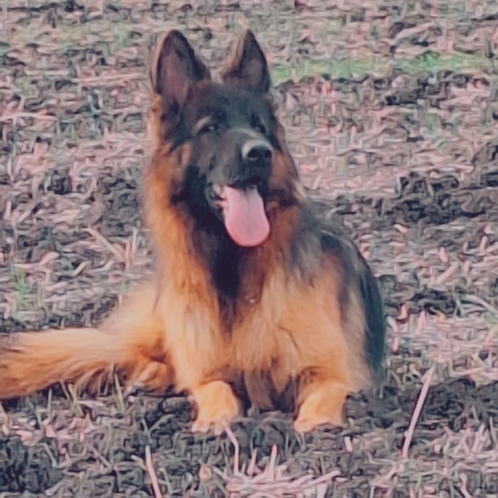 Малка немска овчарка