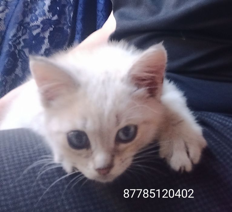 Котенок ,девочка в заботливые руки