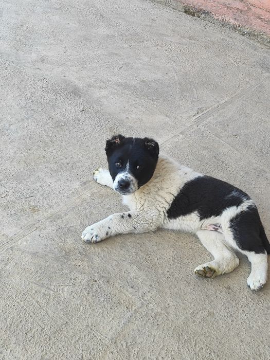 Собака парода төбет