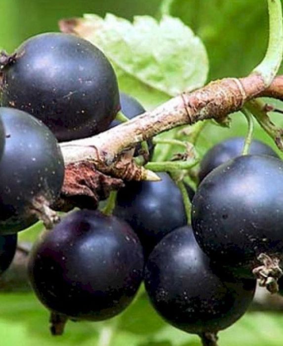 Продам саженцы черной смородины