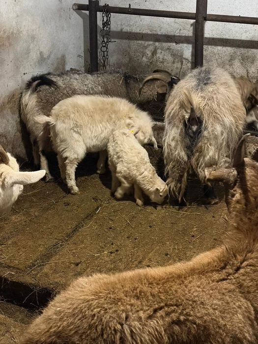 Сауынды ешкілер сатылады 40000 теңге