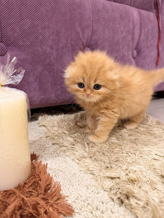Шотланский скоттиш фолд!