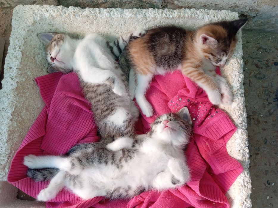 Домашние животные котята