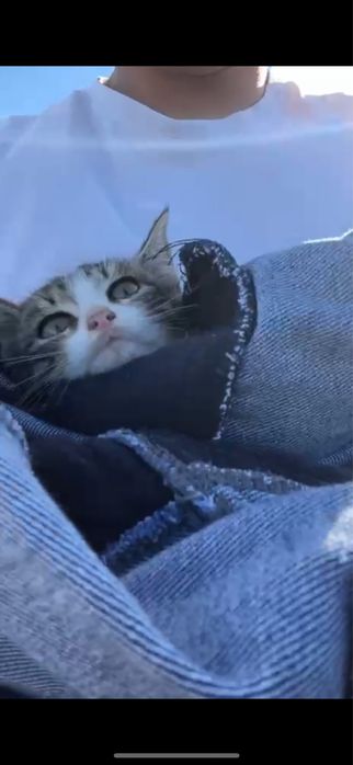 Отдам котенка в добрые руки