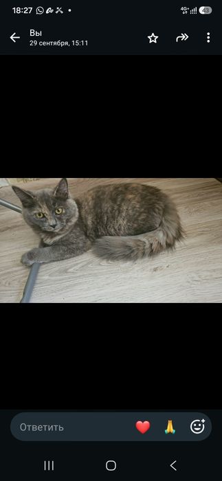 Отдам котёнка в добрые и ласковые руки