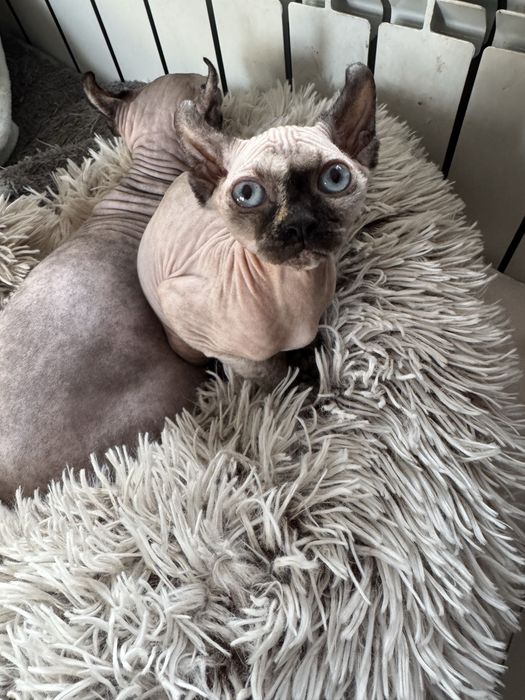 Канадский сфинкс эльф