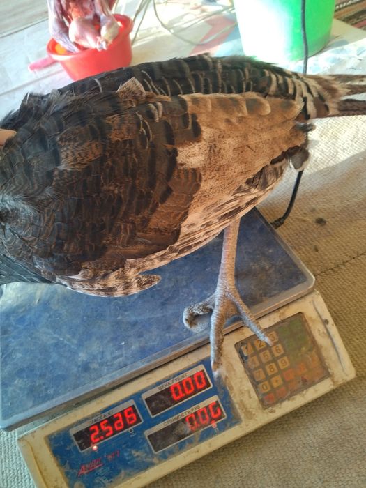 Қашқадарё вулояат қамаши туман хазирати Лангар ота қишлоғидан м