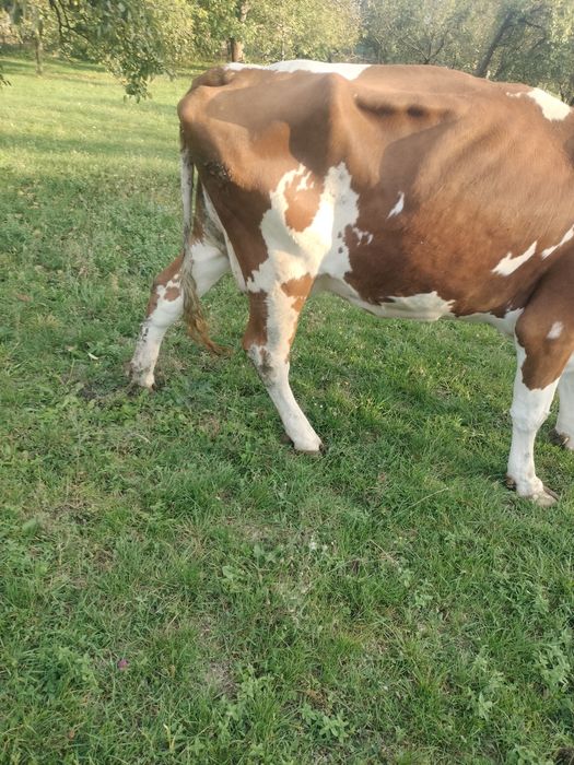 Vacă Bălțată Românească