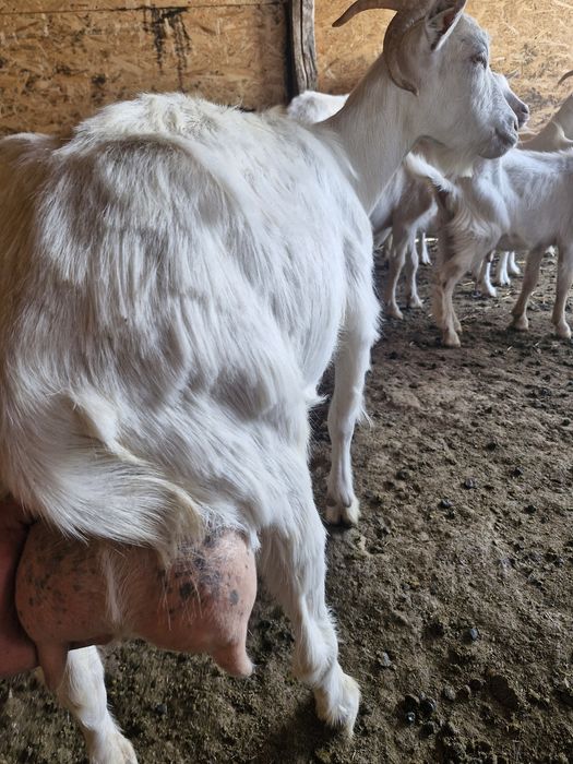 Capra la prima fatare metis cu sanen