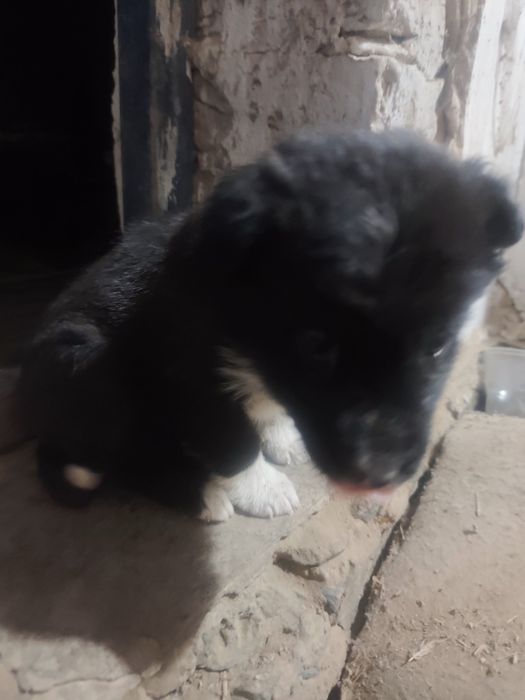 Кыз кушк бар мамасы немецкий овчарка папасы алабай