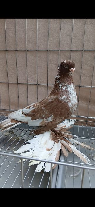 Продаётся гульбадам.