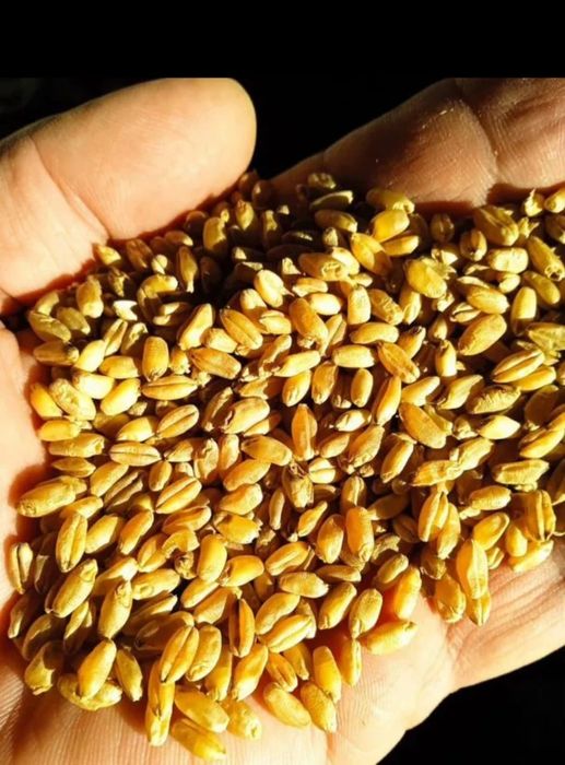 Пшеница.Платный чат!Все корма.