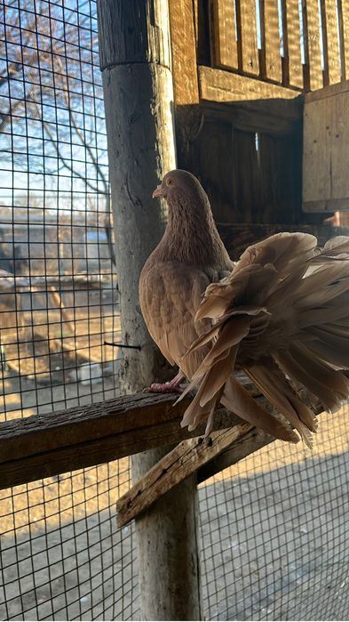 Көгершін/Голуби.