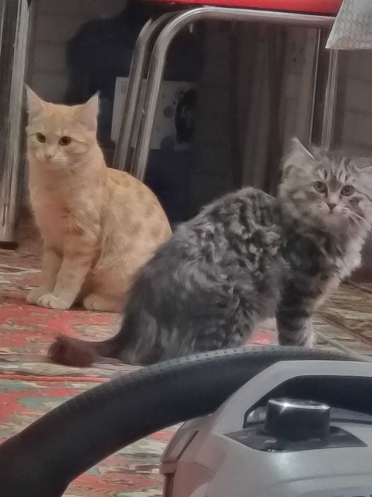 Mushiklar yaxshi kola bariladi