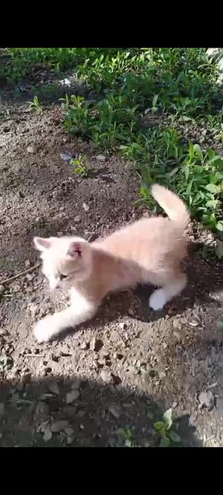 Котята от кошки крысоловки