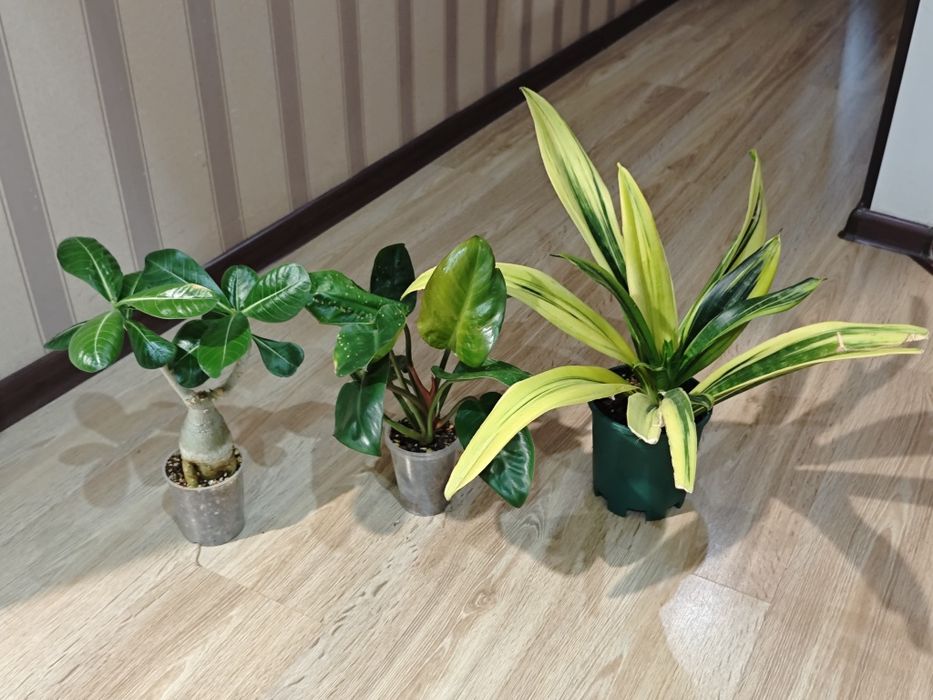 Цветы гул гүл суккуленты