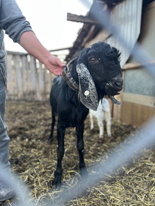 Vând țap agronubian