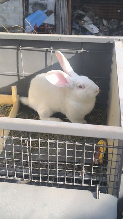 Семья с клетками