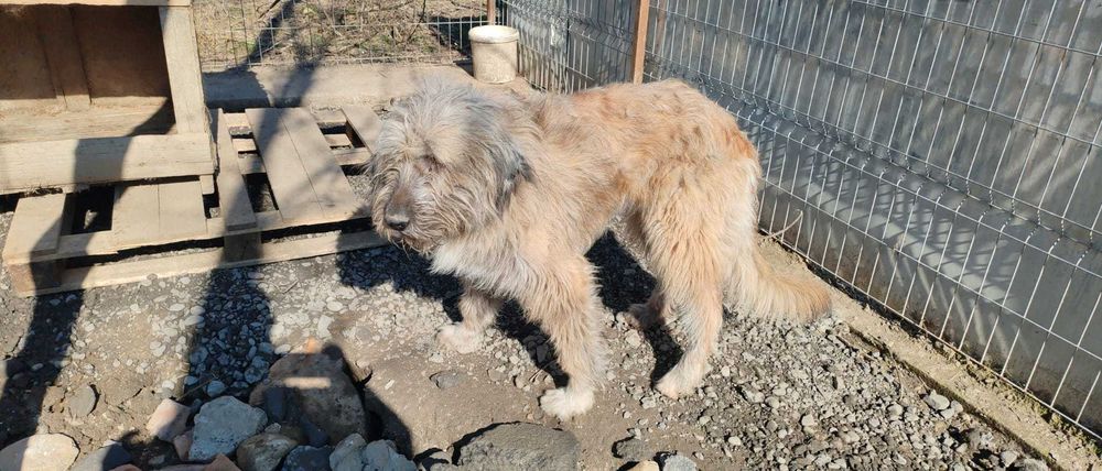 Luna, metis de ciobanesc, isi cauta casuta