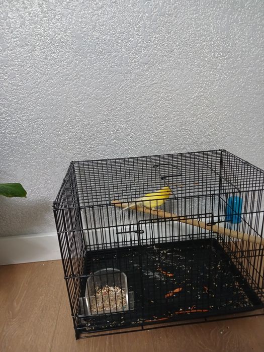 Продам  канарейк самцы готовый