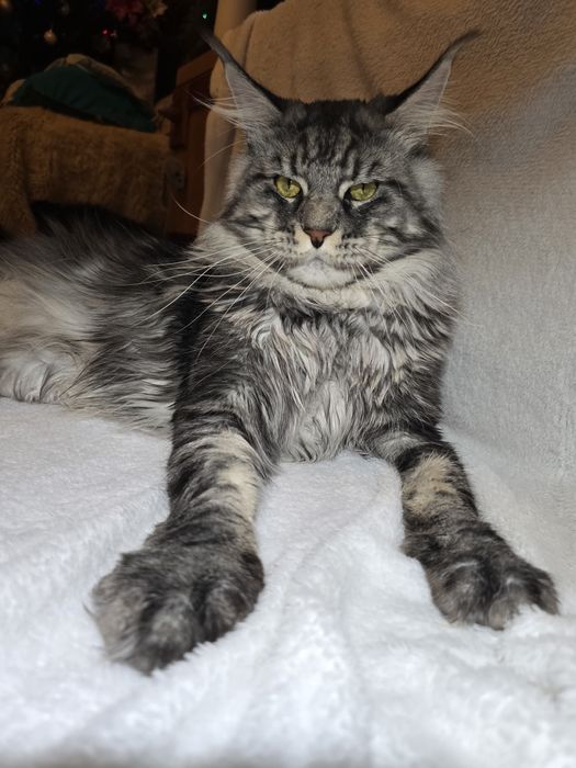 Чистокръвен Мейн кун