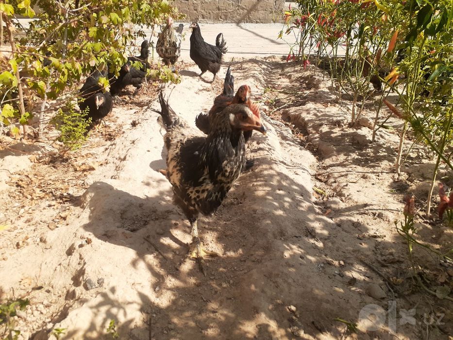 Joja  xorozlar xashaki