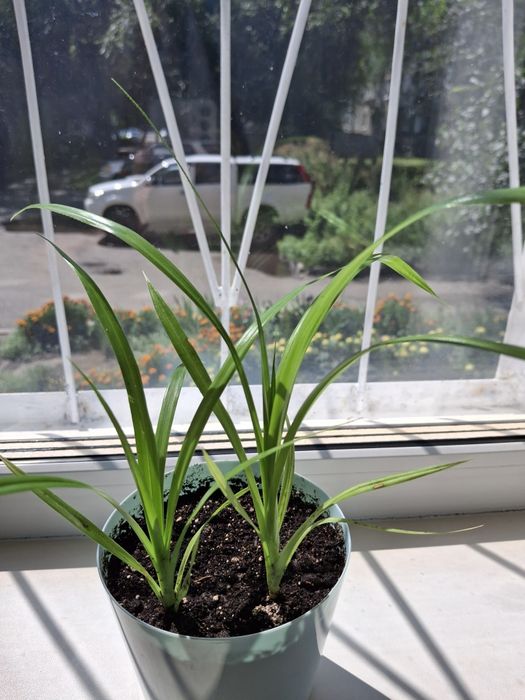 Пальма декоративная  панданус