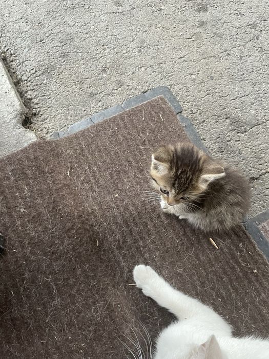 Отлам котят в добрые руки