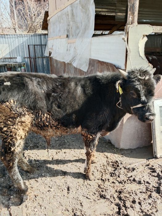 Еркек бузау бычок