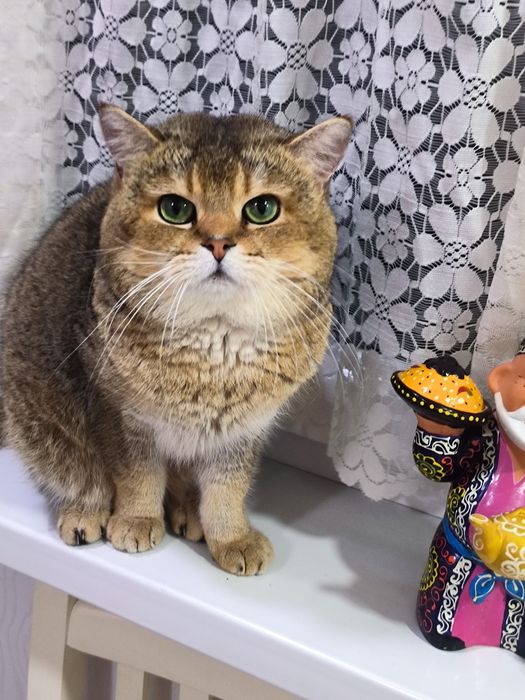 Вязка кот шиншила по кличке Лео