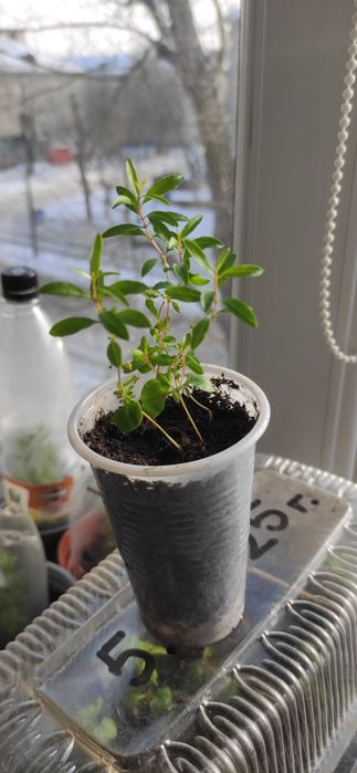 Продам гранатовое дерево