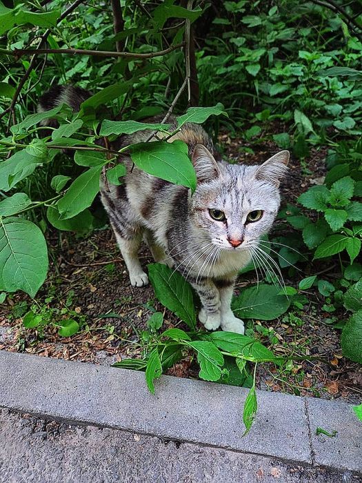 СРОЧНО! Кошка в добрые руки