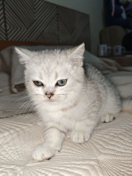 Шиншилла серебро с родословной