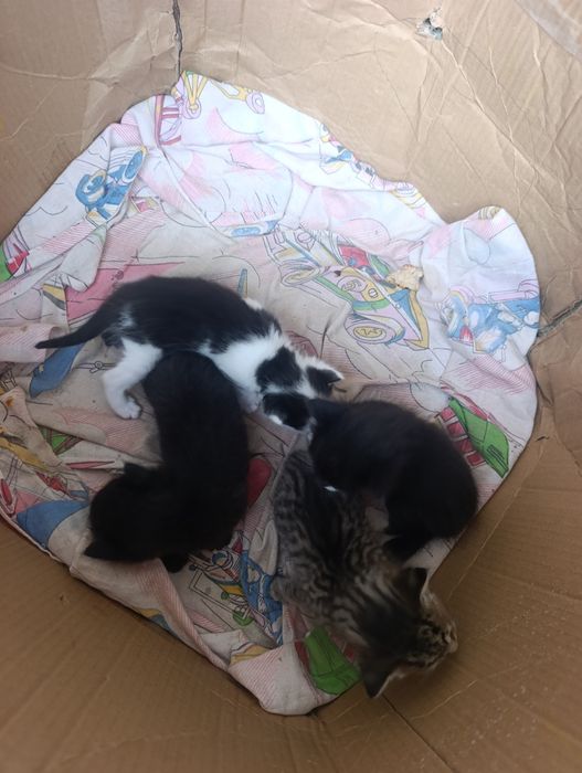 Котята в хорошие руки