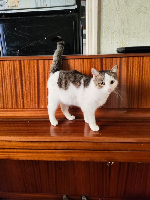 Отдам в добрые руки