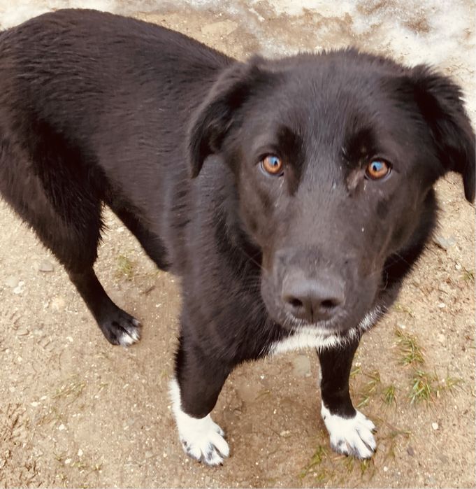 Donatie - catelusa 1 an, talie medie