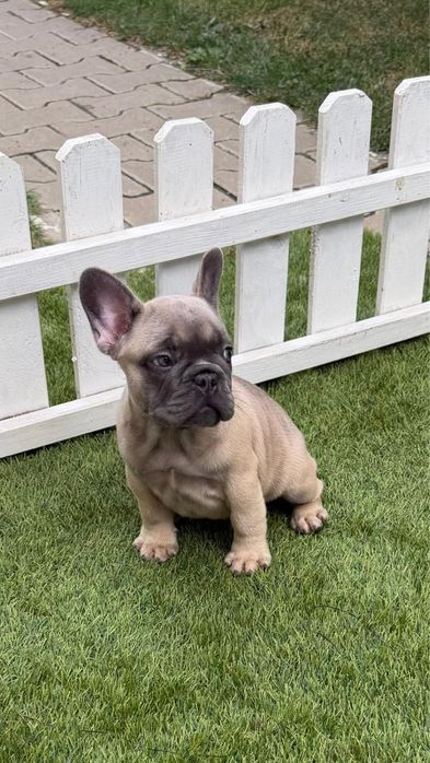 Bulldog francez blue fawn